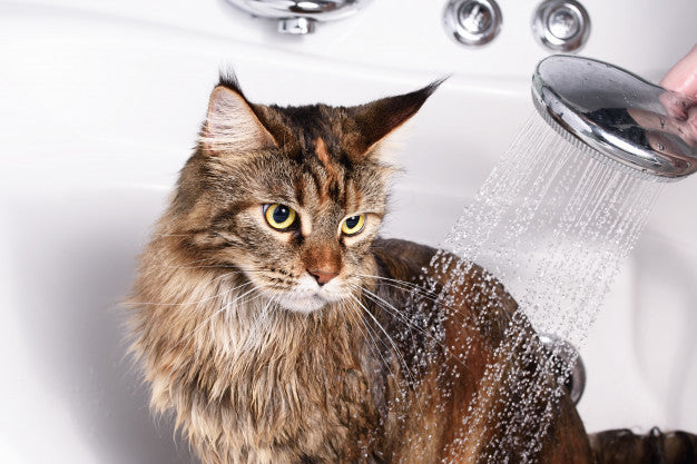 Cat bath Premium Photo