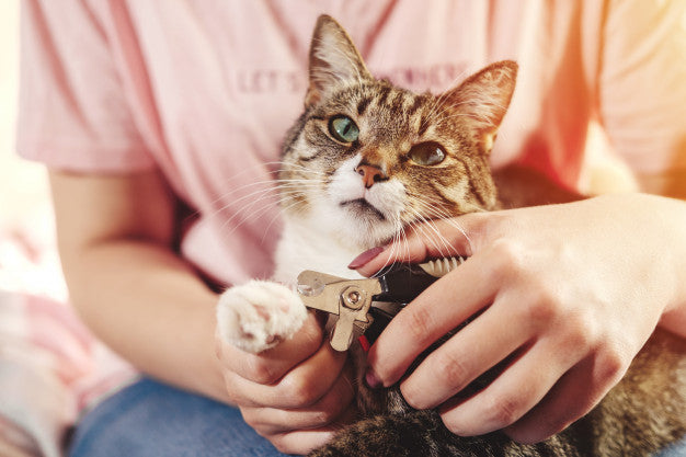 Cat claw care close-up Premium Photo