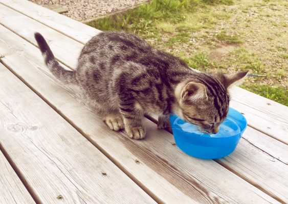 Cat drinking water from blue bowl