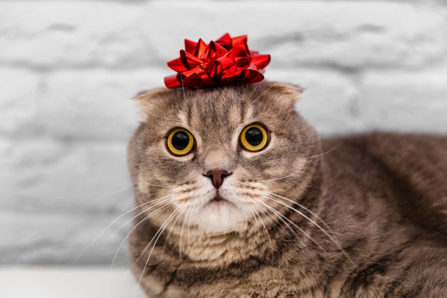 Close up cute cat with red ribbon in head Free Photo