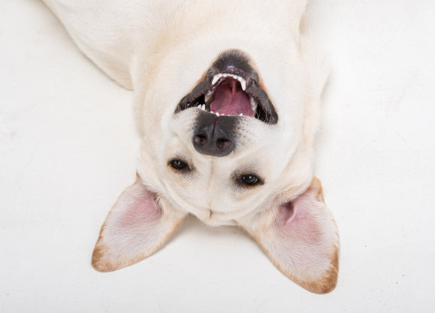 Close-up muzzle of cute dog labrador. Premium Photo