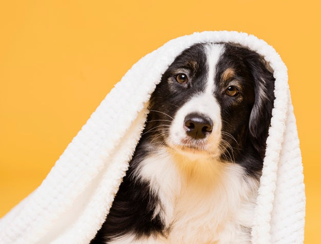 Cute dog with a towel Free Photo