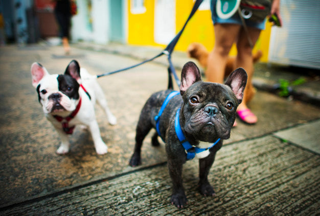 French bulldog take a walk lovely pet animal concept Free Photo