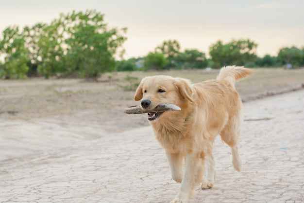 Golden retriever playing outdoor with wooden stick Premium Photo