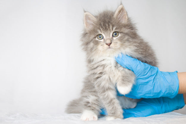 Grey persian little fluffy maine coon kitte at vet clinic and hands in blue gloves Premium Photo