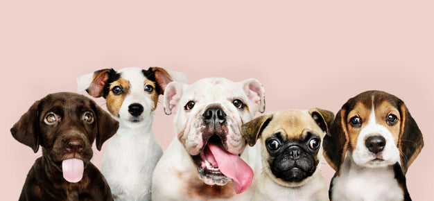 Group portrait of adorable puppies Free Photo