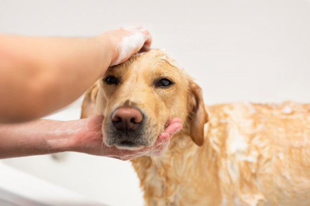 Labrador retriever taking a bath. Premium Photo