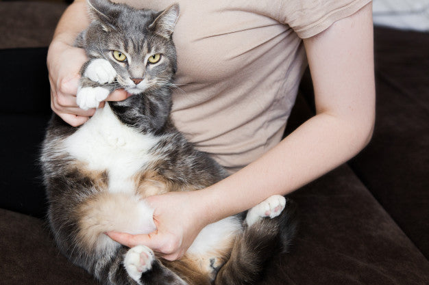 Obesity in the cat, gray cat in the arms of the girl Premium Photo