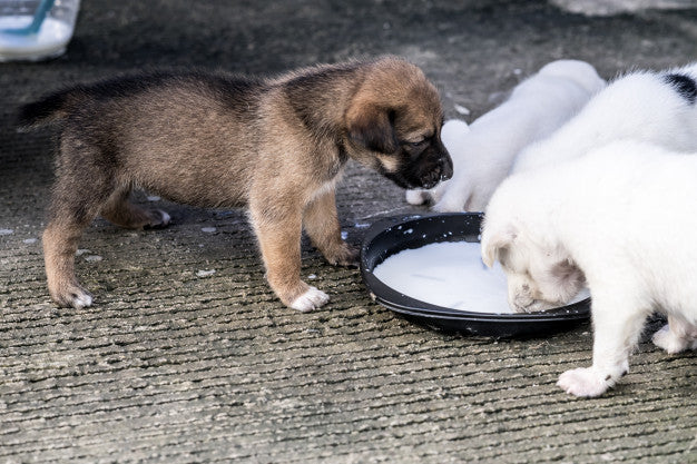 Is It Okay For Pets To Drink Lactose Milk?