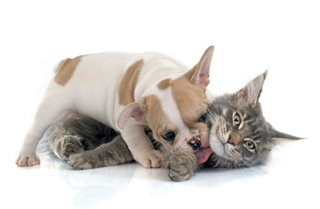 Puppy french bulldog and cat Premium Photo