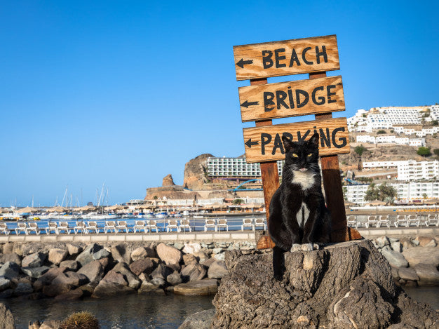 A stray cat posing on a tree stump in front of a sign pointing at the beach in puerto rico, gran canaria in spain Premium Photo