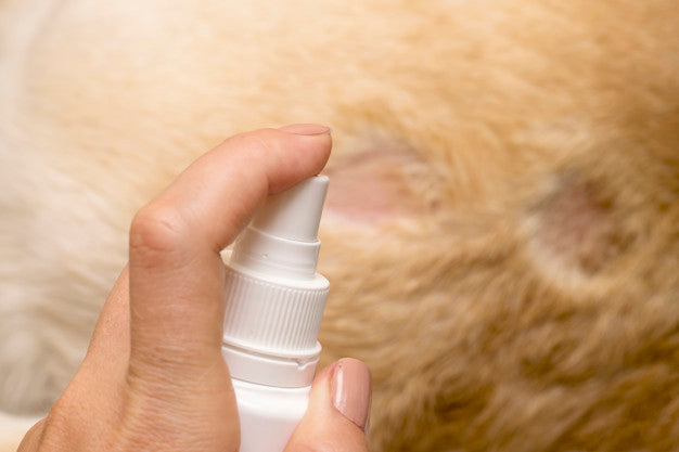 Treatment of an animal wound. disinfection of a spray. Premium Photo