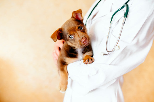 Veterinarian examining a cute dog Premium Photo