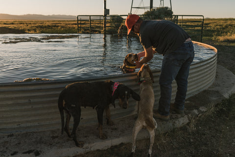 Photography, Lifestyle, Running dogs, Exercise for dogs, family, Hunting, Hounds, Dogs, Southern Utah, Cedar City, Mountains, Nature, Kids, Family, Adventure, Double U