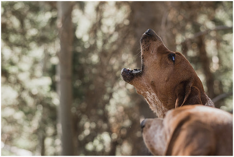 Southern Utah, Cedar City, Hounds, Puppy, dogs, family, hunting, gear, hiking, photography, photographer, marriage, kids, pants, hats, tees, our journey, Garmin, Alpha, Double U, Hunting Supply, Bear