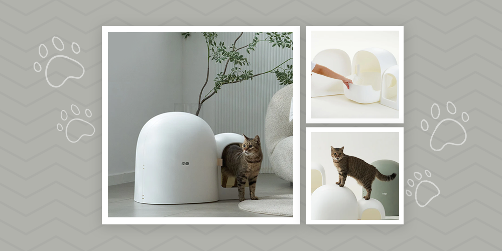 cat litter box