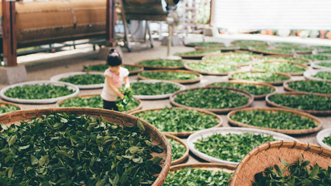 tea leaves drying in baskets