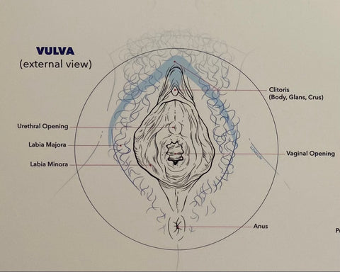 External view of the vulva