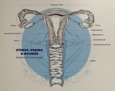 Internal view of the vulva