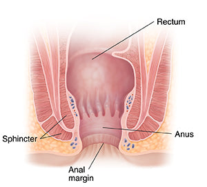 anatomical rendering of the anus