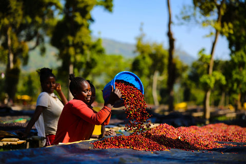 Daye Bensa Shantawene Gatta Farm Ethiopia Sidama