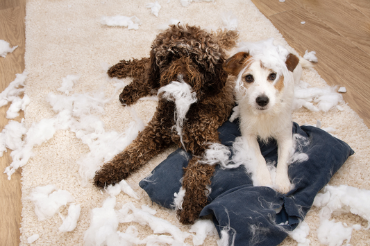 Is your dog experiencing separation anxiety?