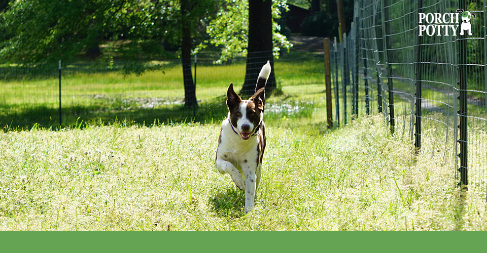 A dog runs next to the fence that is built to keep it safe from outside wildlife