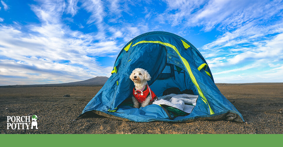 A Maltese puppy hangs out in a blue pop-up tent