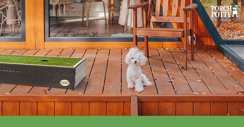 A fluffy white puppy sits on the porch of a log cabin beside a Porch Potty Standard