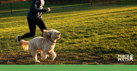 A fluffy blonde dog runs across a grassy field with its owner