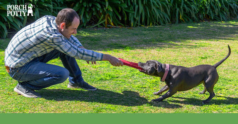 A dog and its owner play tug of war with a chew toy