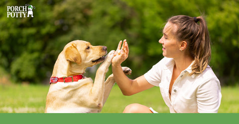 A yellow Labrador Retriever gives its owner a high five