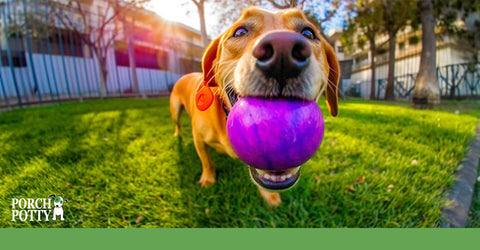 A Golden Retriever plays with a purple tie-dyed ball