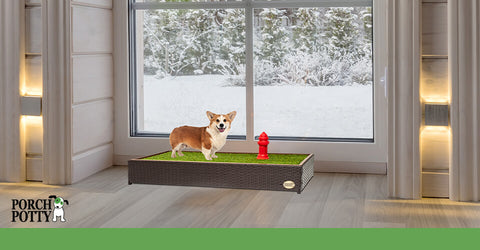 A Corgi stands on a Porch Potty in front of a snowy window