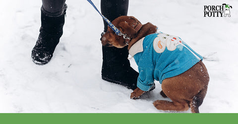 A brown puppy wears a blue sweater in the snow