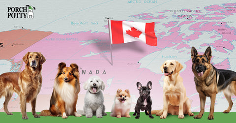 Seven dogs are lined up before a map of Canada