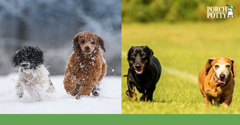 A comparative image of two dogs in the snowy winter and two dogs in the hot summer