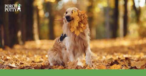A Golden Retriever puppy holds a bouquet of fall flares