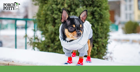 A black Chihuahua stands out in the snow, bundled up in a grey coat and sporting red booties.