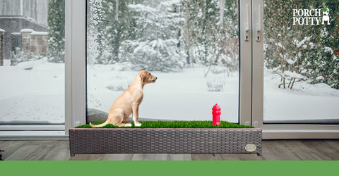 A young Labrador Retriever, with a yellow coat, is perched on a Porch Potty that has been placed indoors. From the window, one can see the snowy exterior, covered in frost.