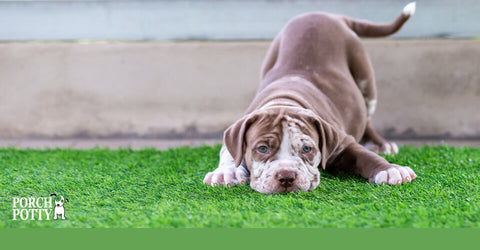 A beautiful blue-eyed puppy plays in its back yard