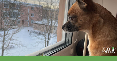 A Chihuahua looks out of a window at the snowy field outside