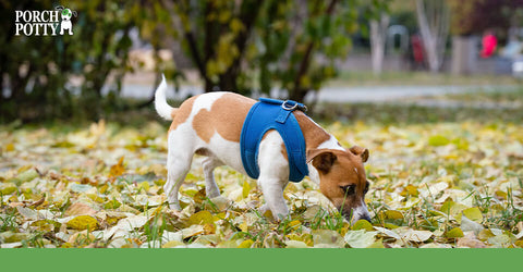 A Jack Russell Terrier walks in a yard sniffing leaves