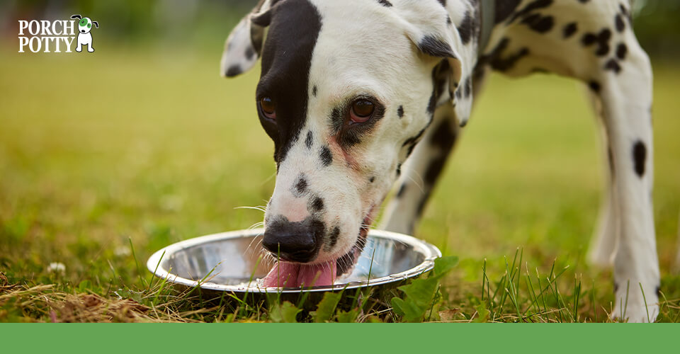 A large spotted dog drinks water from a metal bowl