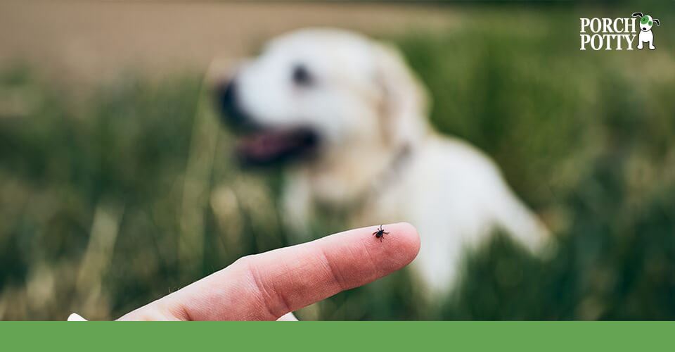 A tick sits on a dog owner's finger