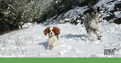 Two dogs run through the snow