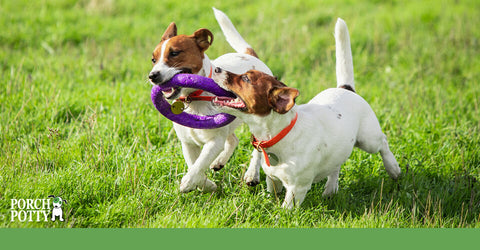 Two Jack Russell Terriers run outside while playing with a purple ring