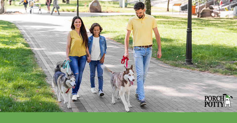 And young man and two teens take their Siberian Huskies for a walk