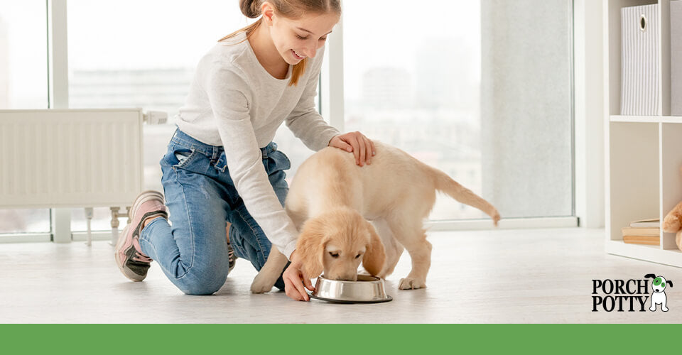 A young girl feeds her yellow Labrador Retriever puppy