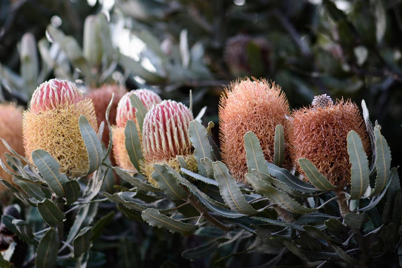 Banksia